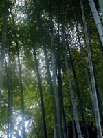 bamboo.jpg