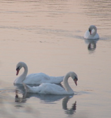 sunset_ swans.jpg